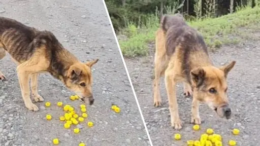 Encuentran a perro con hocico amarrado y desnutrido en ruta de Santa Bárbara