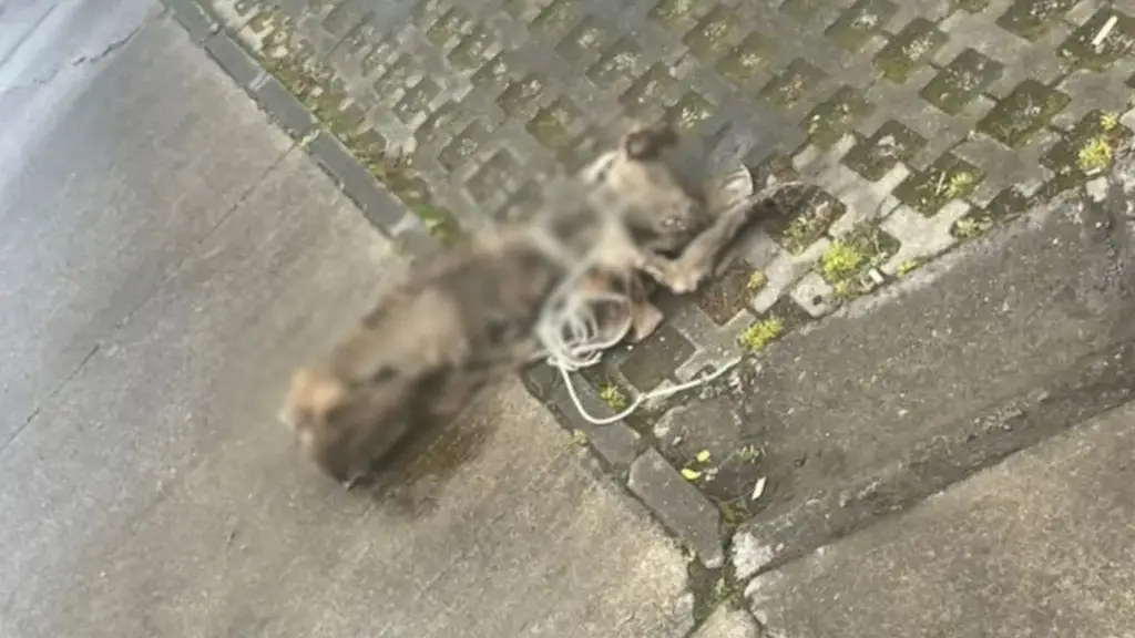 Estaba amarrado y nunca lo alimentaron: Perro fue encontrado en avanzado estado de descomposición en villa de Los Ángeles, La Tribuna