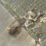 \'Estaba amarrado y nunca lo alimentaron\': Perro fue encontrado en avanzado estado de descomposición en villa de Los Ángeles, La Tribuna
