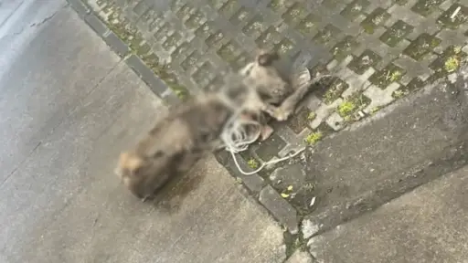 Estaba amarrado y nunca lo alimentaron: Perro fue encontrado en avanzado estado de descomposición en villa de Los Ángeles