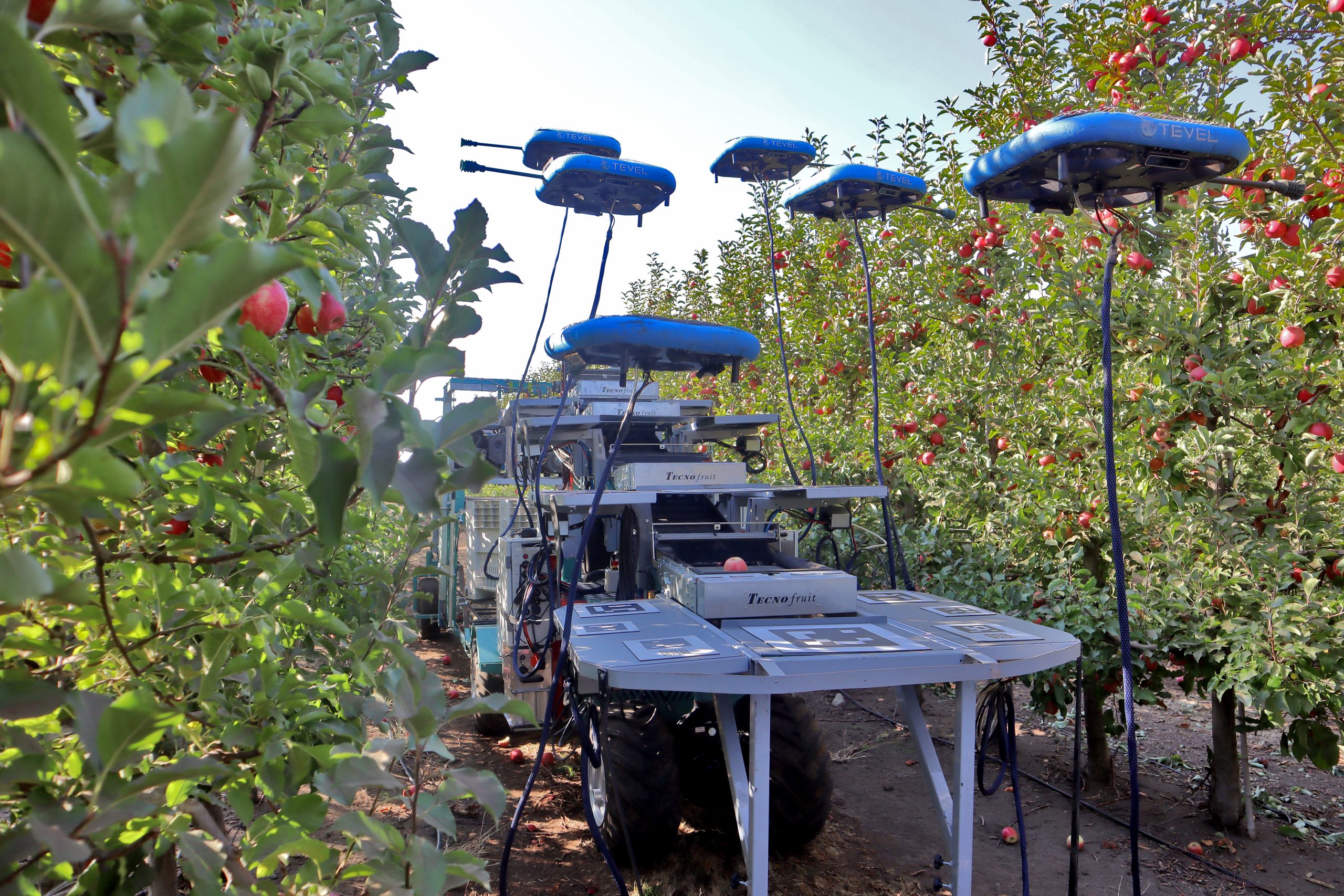 Drones cosechadores de fruta. / redagricola.com