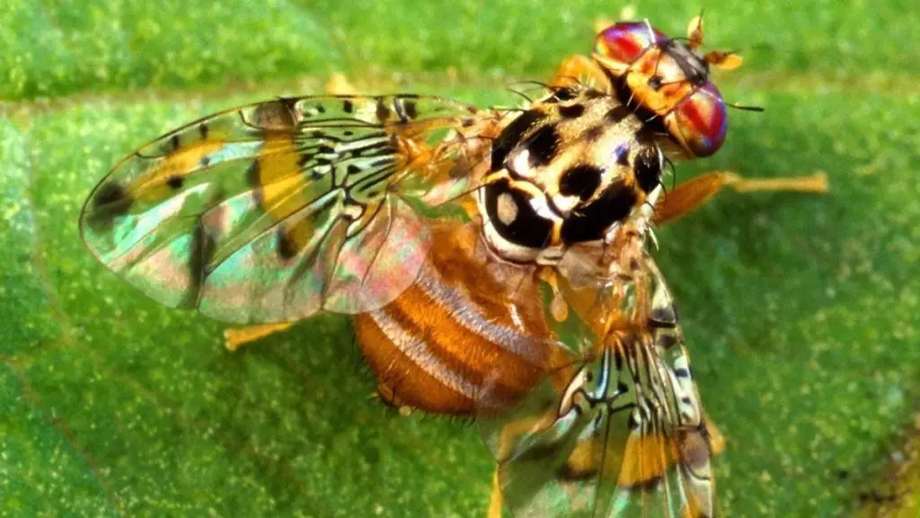La revisión periódica de trampas para la mosca de la fruta ubicadas en puntos estratégicos de la región es parte del programa operacional de vigilancia fitosanitaria.
