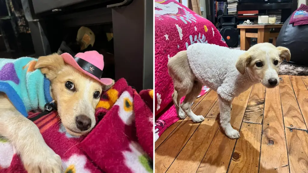 Pelvis Presley, el cachorro de Santa Bárbara que sobrevivió  a un atropello y hoy busca una familia para empezar su nueva vida, La Tribuna