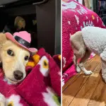 Pelvis Presley, el cachorro de Santa Bárbara que sobrevivió  a un atropello y hoy busca una familia para empezar su nueva vida, La Tribuna