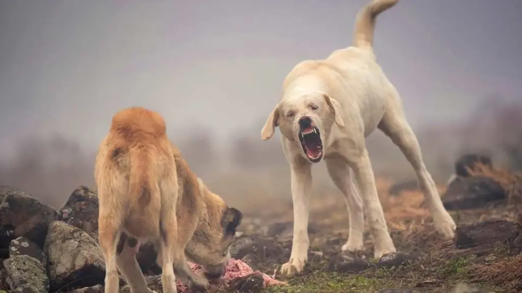 Los ataques de perros asilvestrados, por su abandono en zonas rurales, causan graves daños al ganado, matan personas, amenazan a niños, mascotas registradas y fauna silvestre.