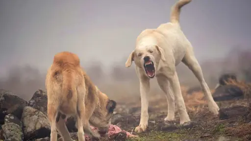 Socabio llama a frenar el abandono de perros tras ataques al ganado y la fauna silvestre