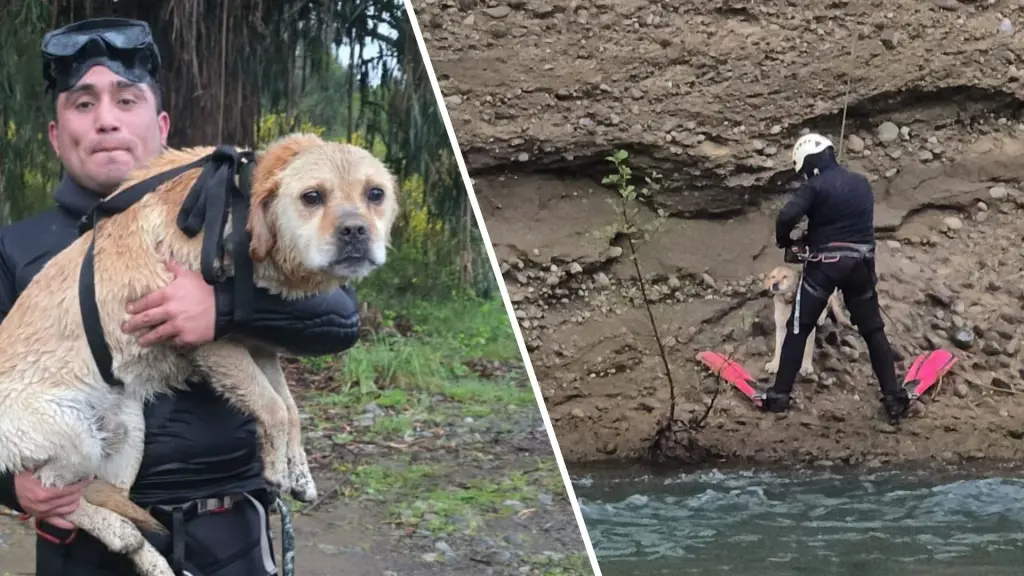 VIDEO: Rescatan a perro atrapado en risco de río Duqueco en Santa Bárbara: Revive aquí el momento del rescate, La Tribuna