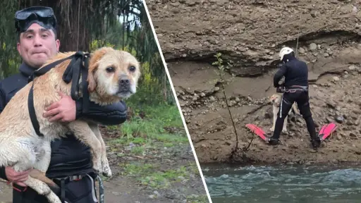 VIDEO: Rescatan a perro atrapado en risco de río Duqueco en Santa Bárbara: Revive aquí el momento del rescate