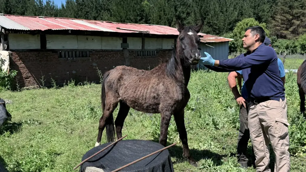 Los caballos presentaban una evidente pérdida de masa muscular, lesiones y patologías cutáneas,, PDI Biobío