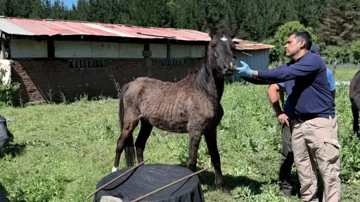 Denuncia por abandono termina con cuidador detenido por maltrato animal en Hualqui